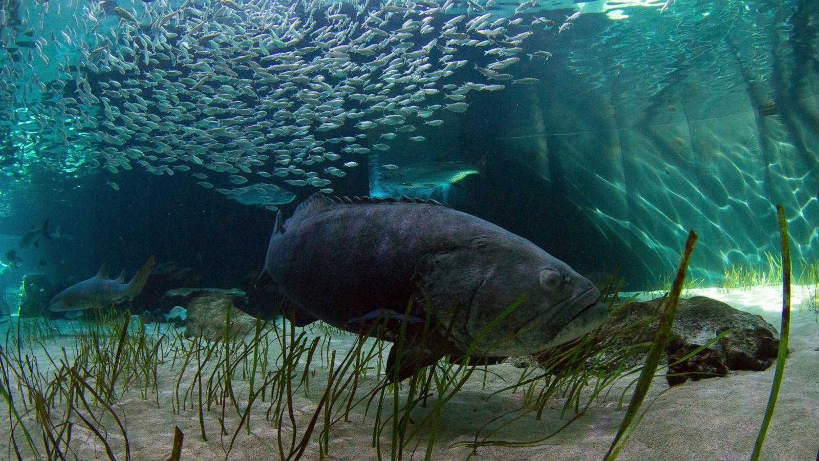 1600x900 Florida weighs allowing limited harvest of goliath grouper
