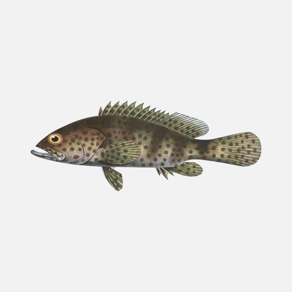 1000x1000 Downloadable: Malabar Grouper image ( .png)