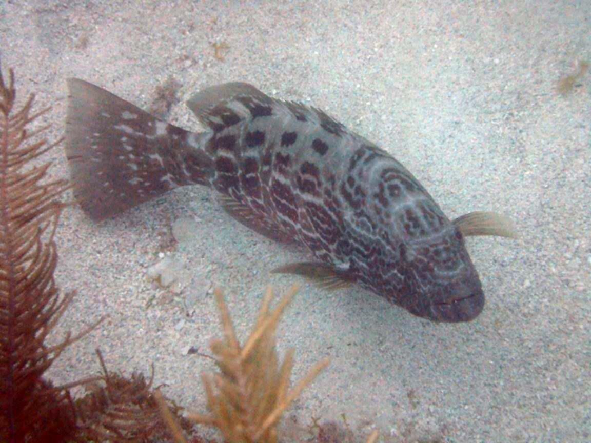 1152x864 Virgin Islands Groupers & Grunts Islands National Park (U.S. National Park Service)
