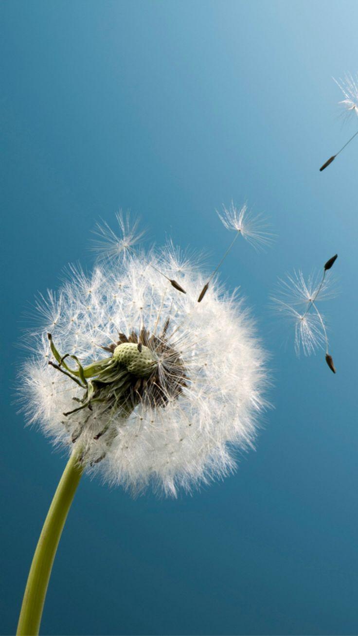 736x1308 Pure Aesthetic Dandelion Blowing Blue Sky Macro #iPhone #plus