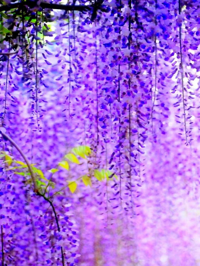 768x1024 Free download Purple Flower HD Wallpaper [1920x1080] for your Desktop, Mobile & Tablet. Explore Purple Flower Wallpaper. Free Purple Flower Wallpaper, Purple Flower Wallpaper Border, Wallpaper for Walls Purple Floral