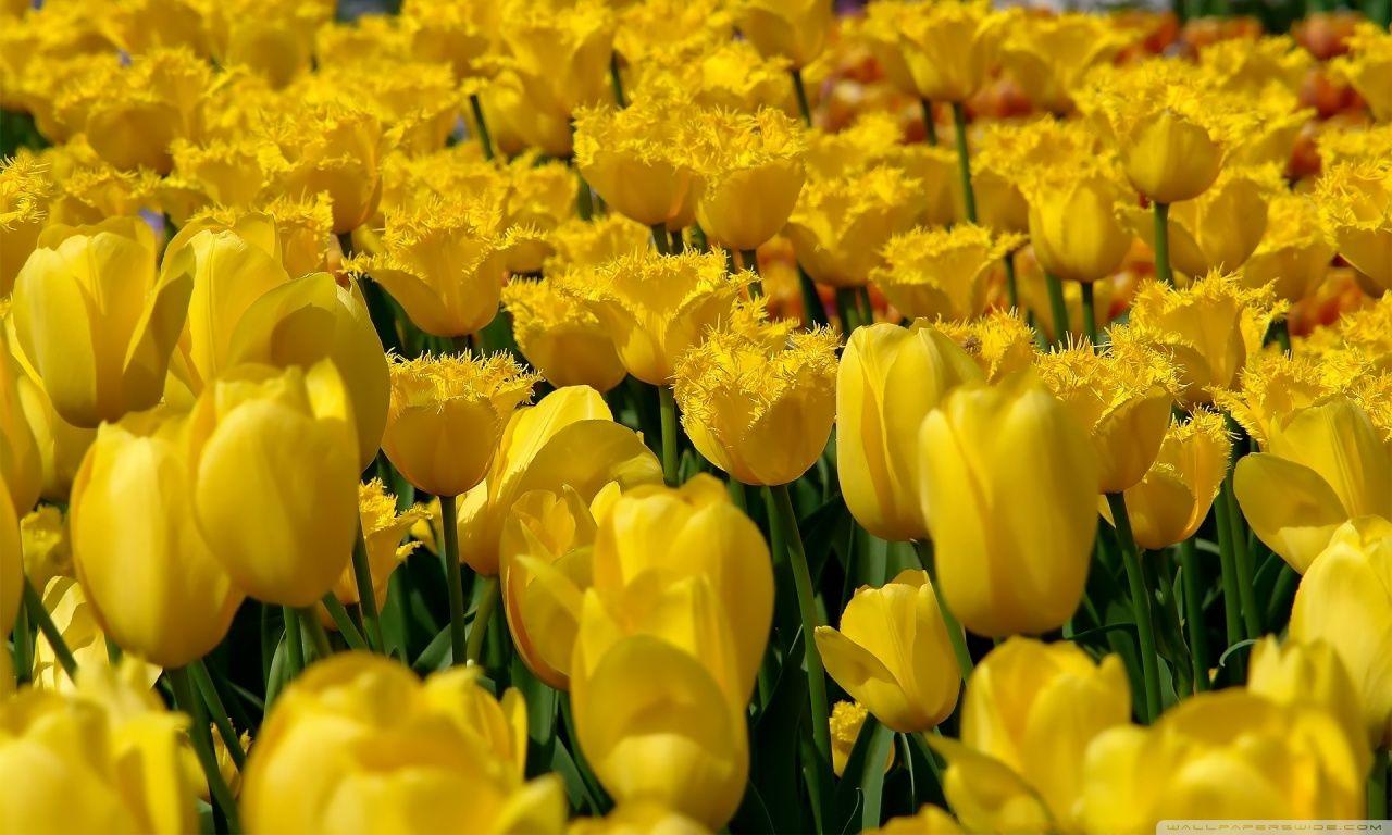 1280x768 flowers