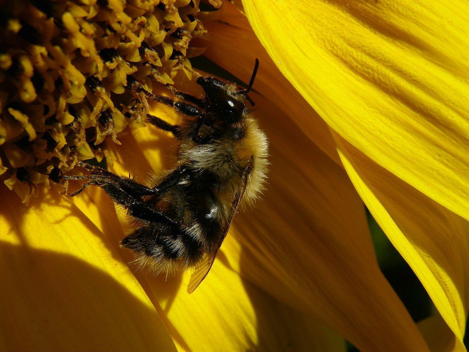 1600x1200 Sunflower Desktop Wallpaper Free
