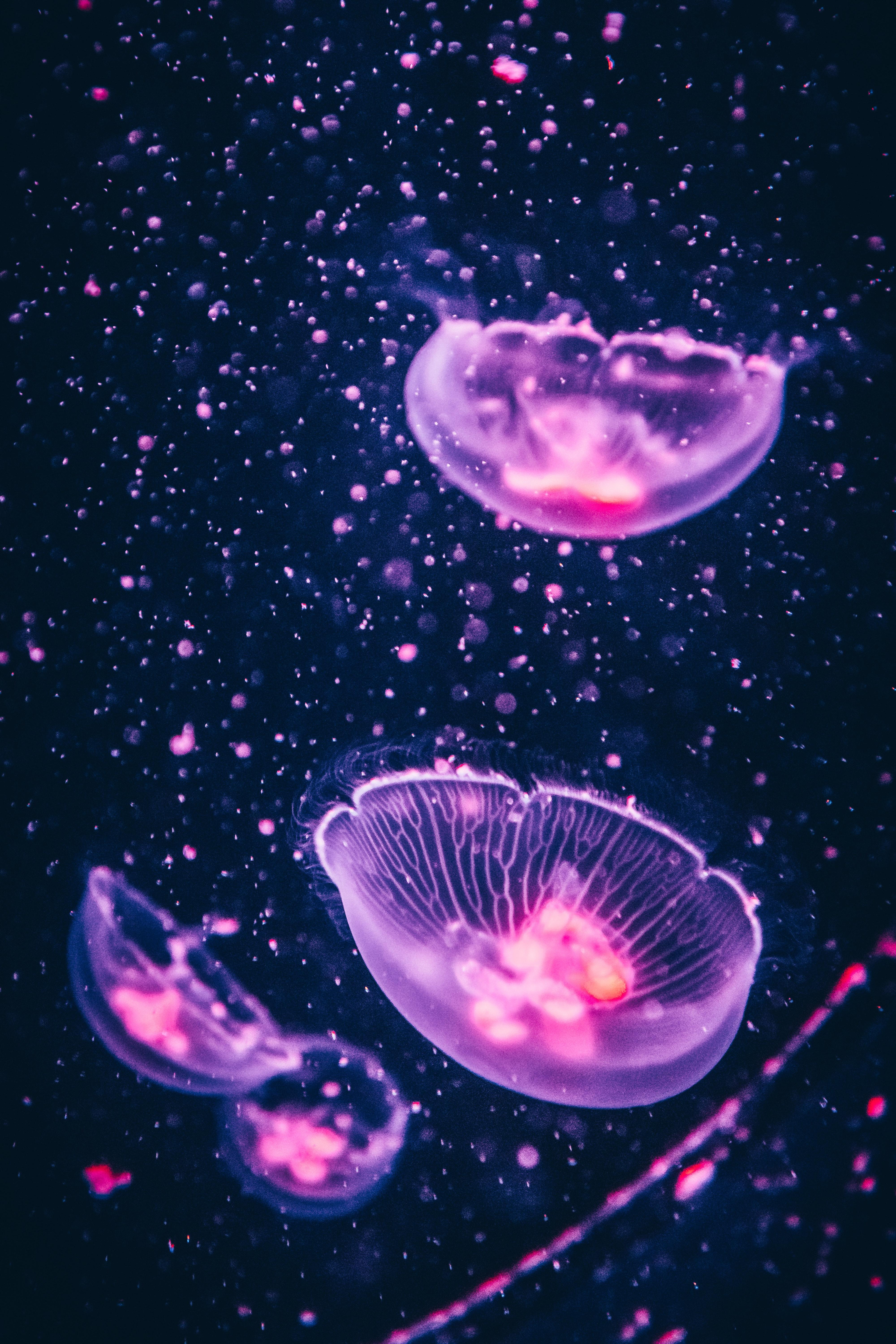 4000x6000 Jellyfish Photo, Download The BEST Free Jellyfish & HD Image