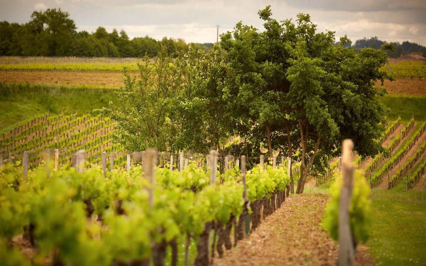1440x900 Introducing the Bordeaux wine region