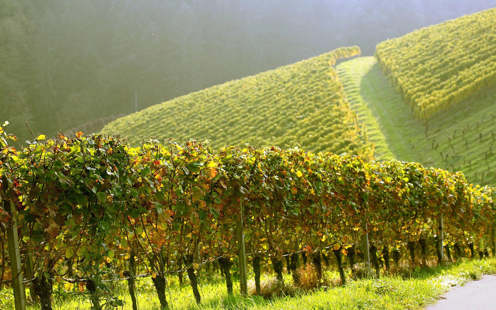 1920x1200 Authentic Bordeaux Wine. Buy Bordeaux Wine in Prague Wine Boutique