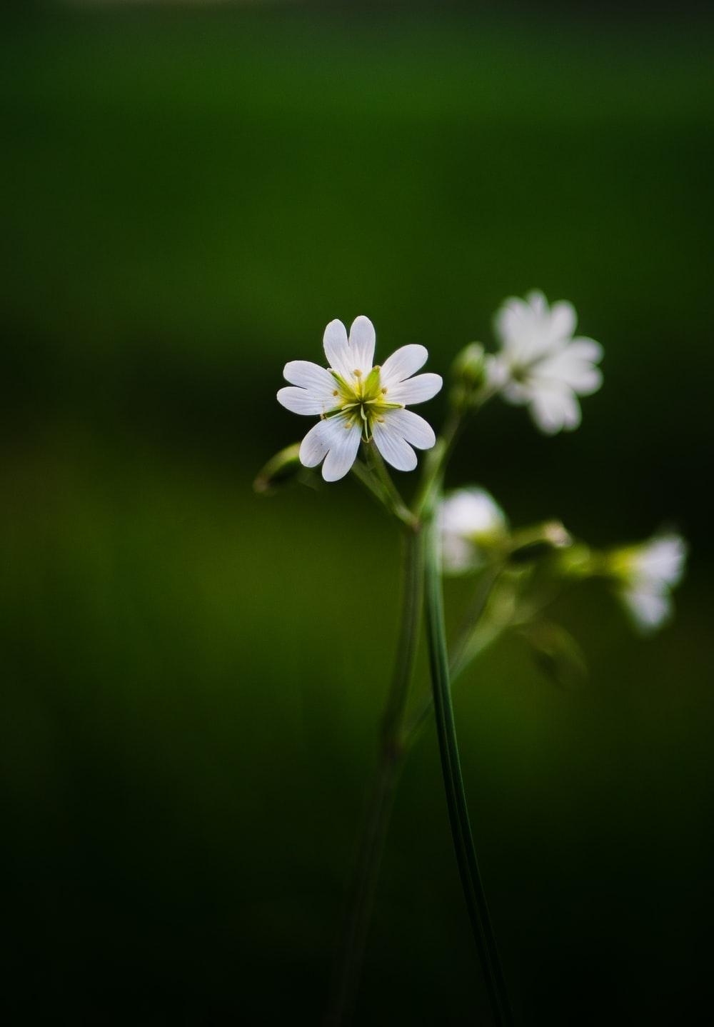 1000x1438 Macro Flowers Picture. Download Free Image