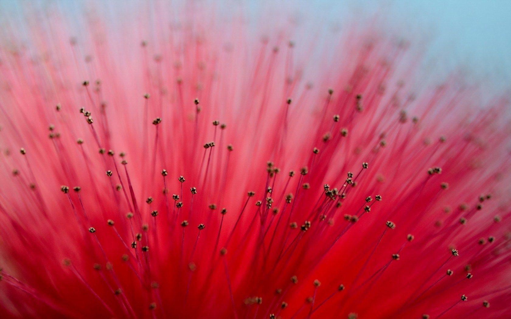 1680x1050 Macro Flower Wallpaper
