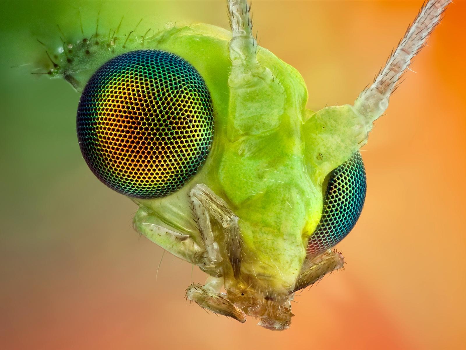 1600x1200 Insect eye macro wallpaperx1200