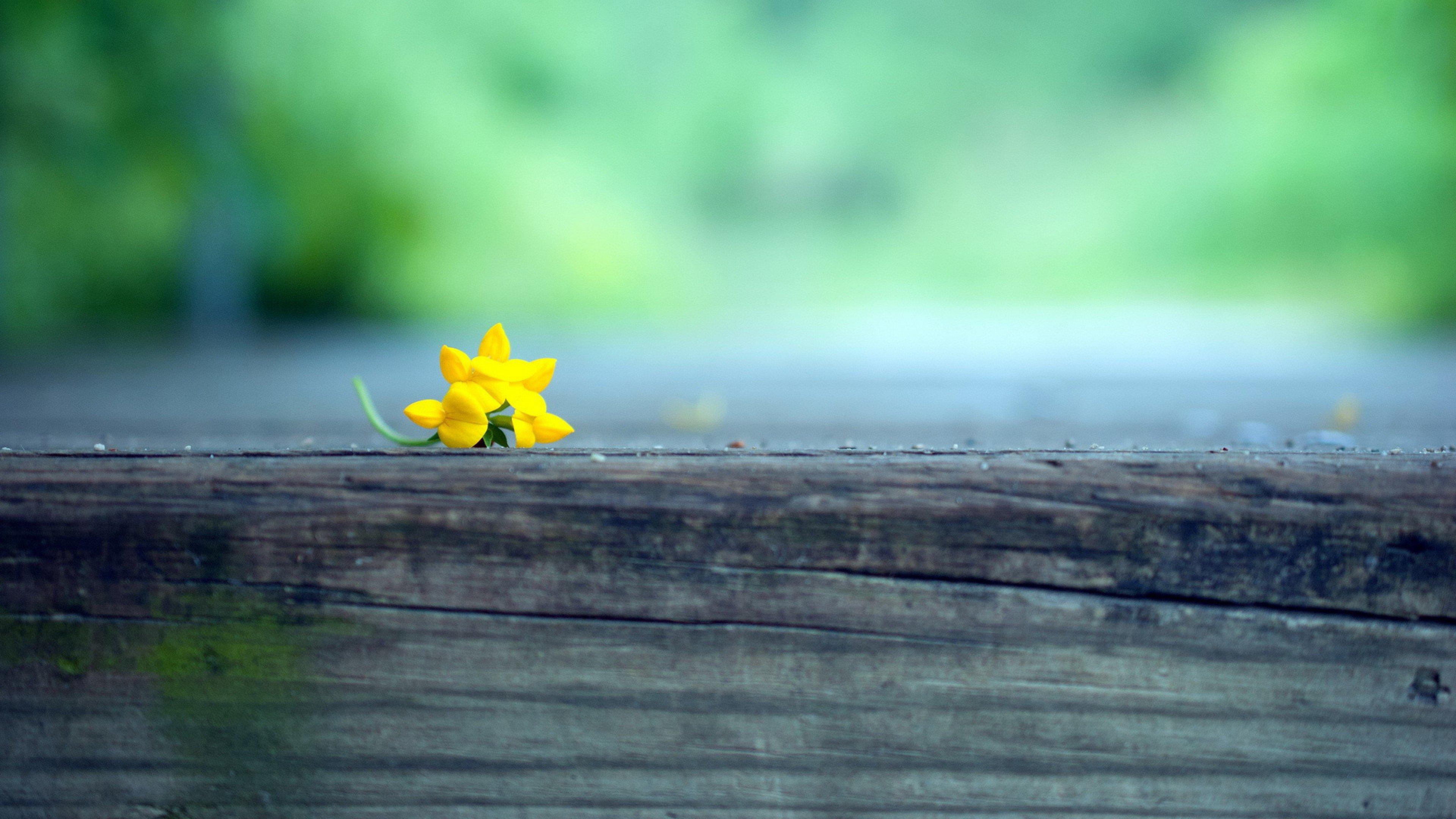 3840x2160 Macro Yellow Flower Blur, HD Photography, 4k Wallpaper, Image, Background, Photo and Picture