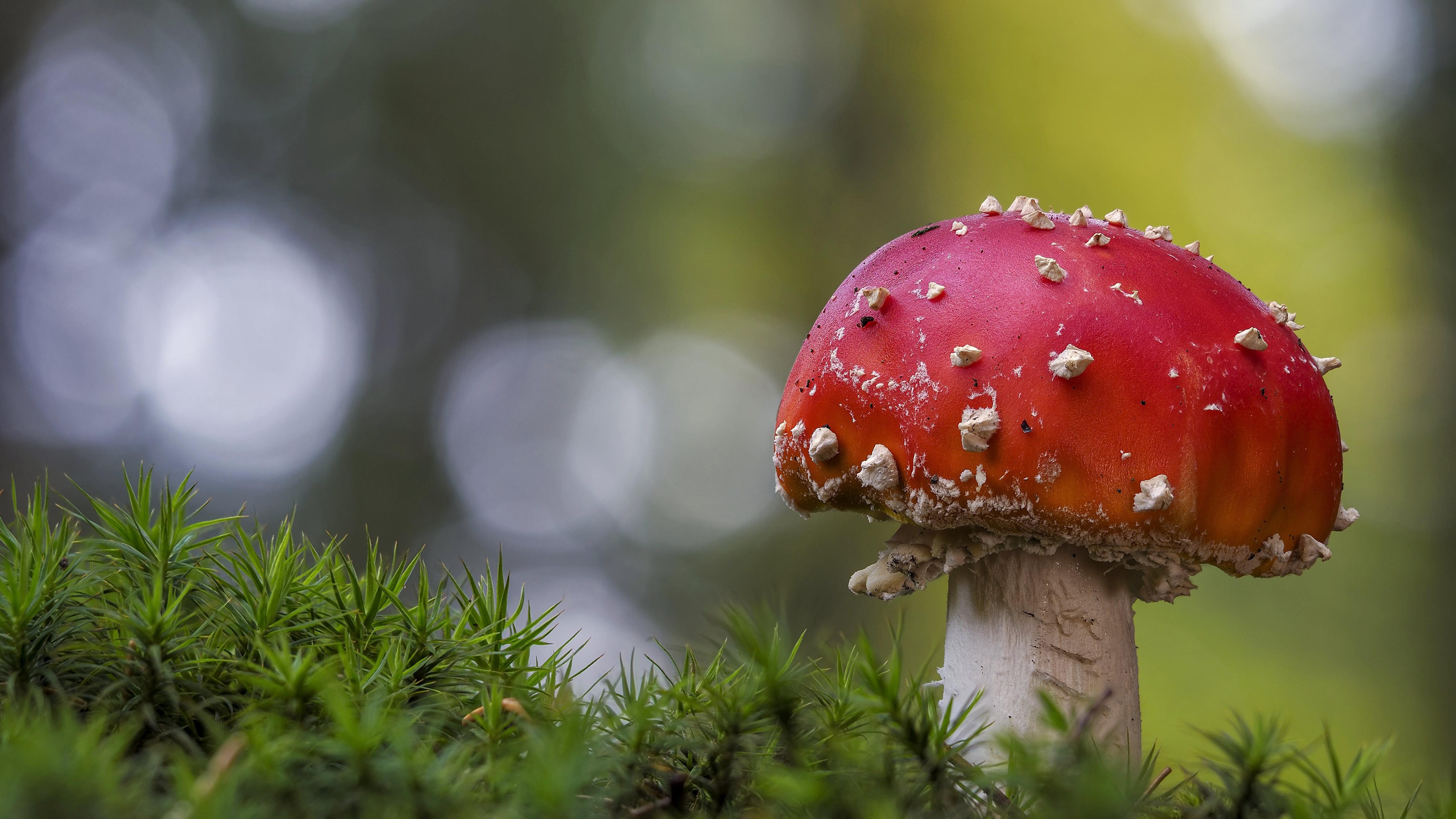 5120x2880 Macro Focus Of Red Mushroom 4K 5K HD Nature Wallpaper