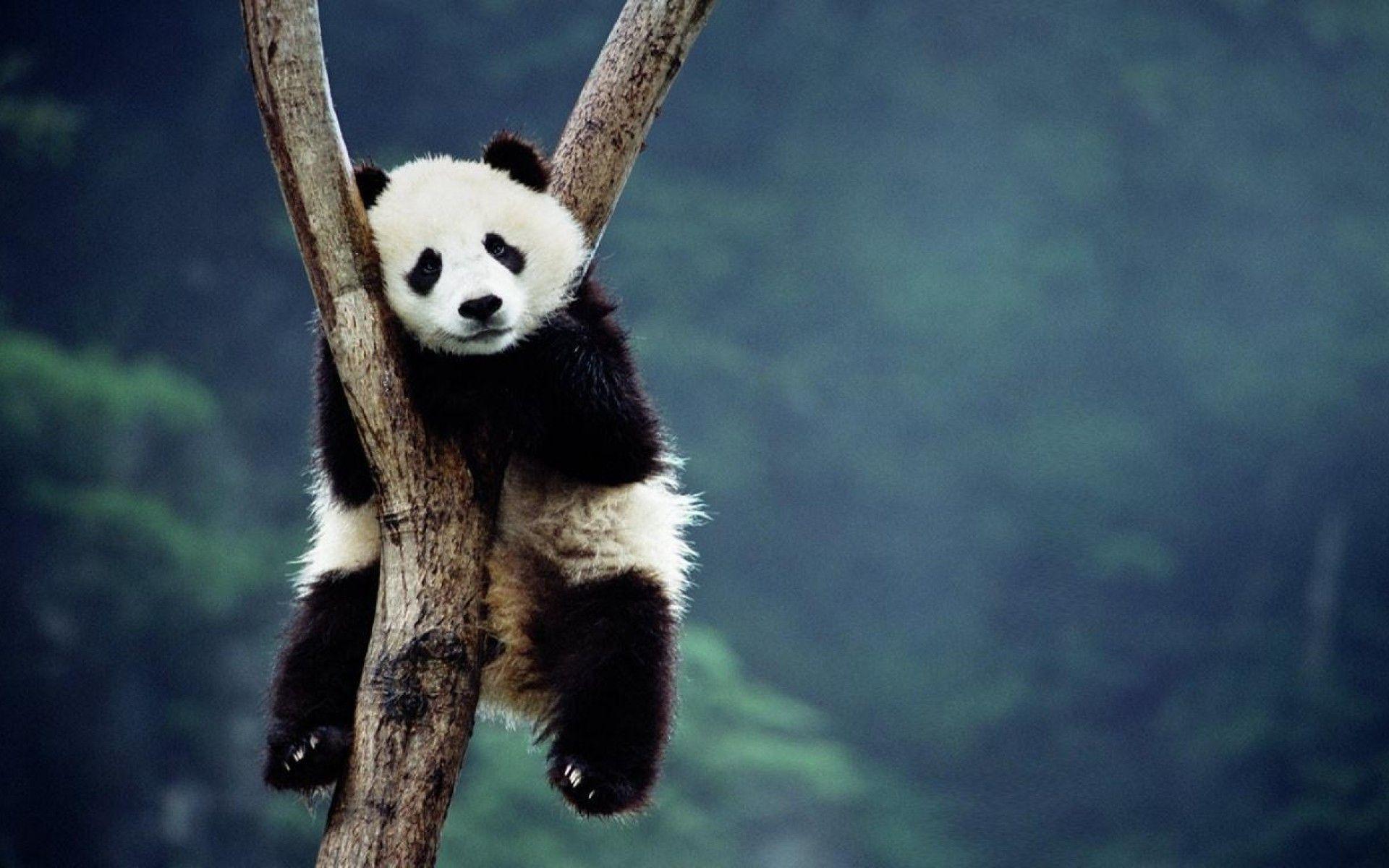 1920x1200 Panda Wallpaper HD for Laptop, Mobile