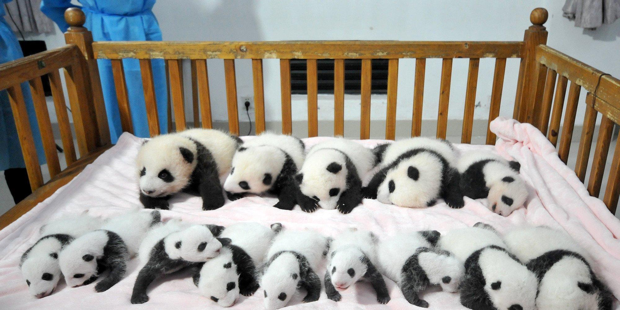 2000x1000 panda, Pandas, Baer, Bears, Baby, Cute, 18 Wallpaper HD / Desktop and Mobile Background