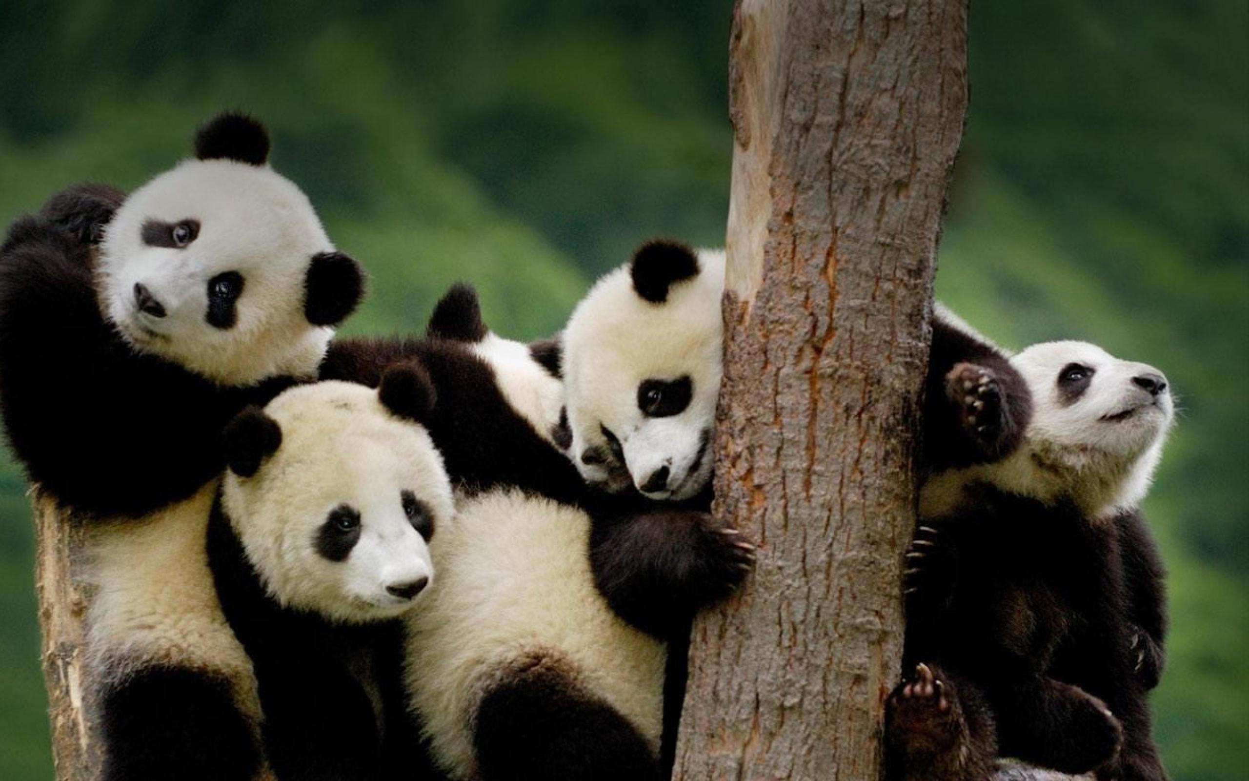 2560x1600 Cute Panda Wallpaper Panda Desktop Background Wallpaper & Background Download