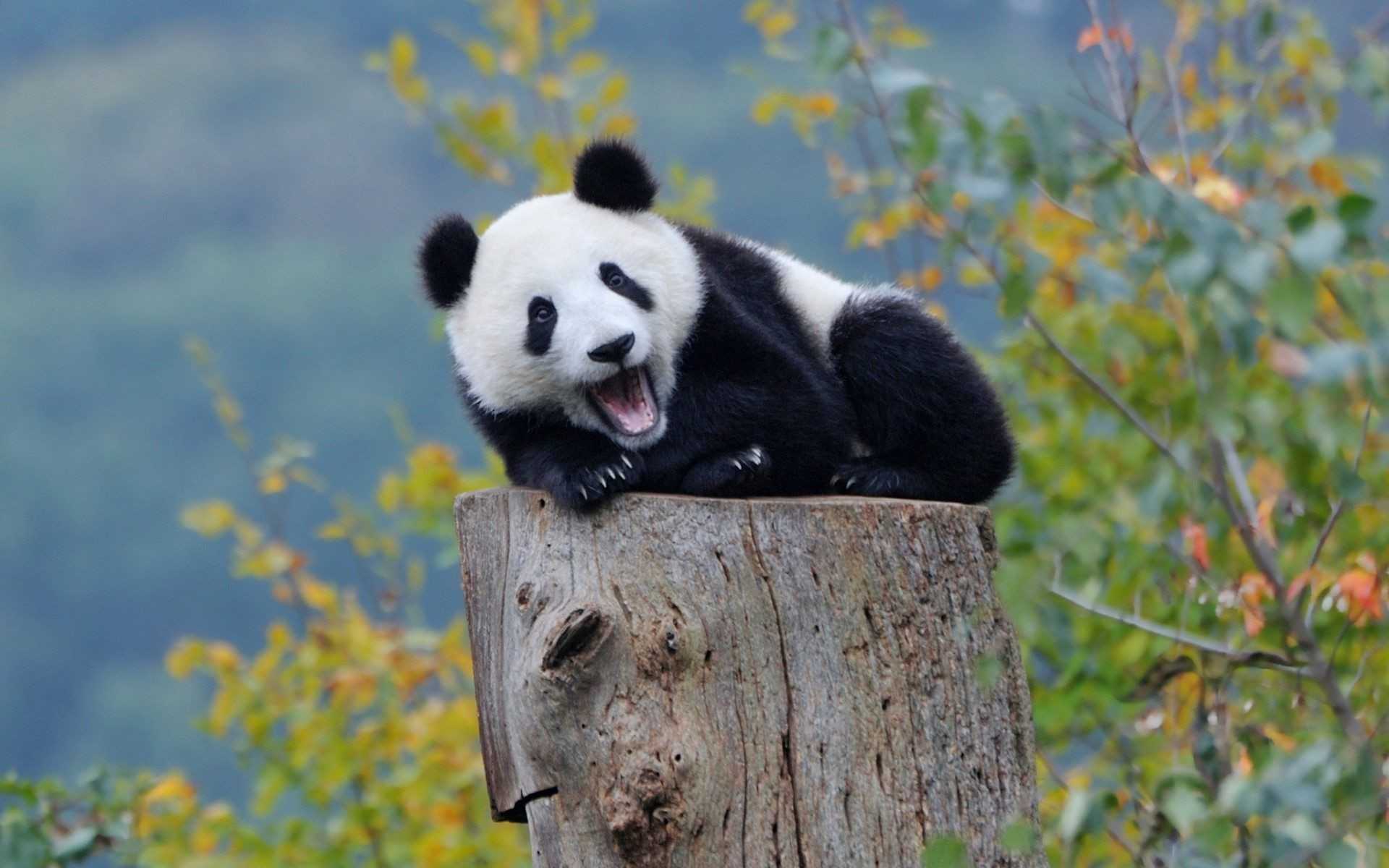1920x1200 Desktop Cute Panda Wallpaper
