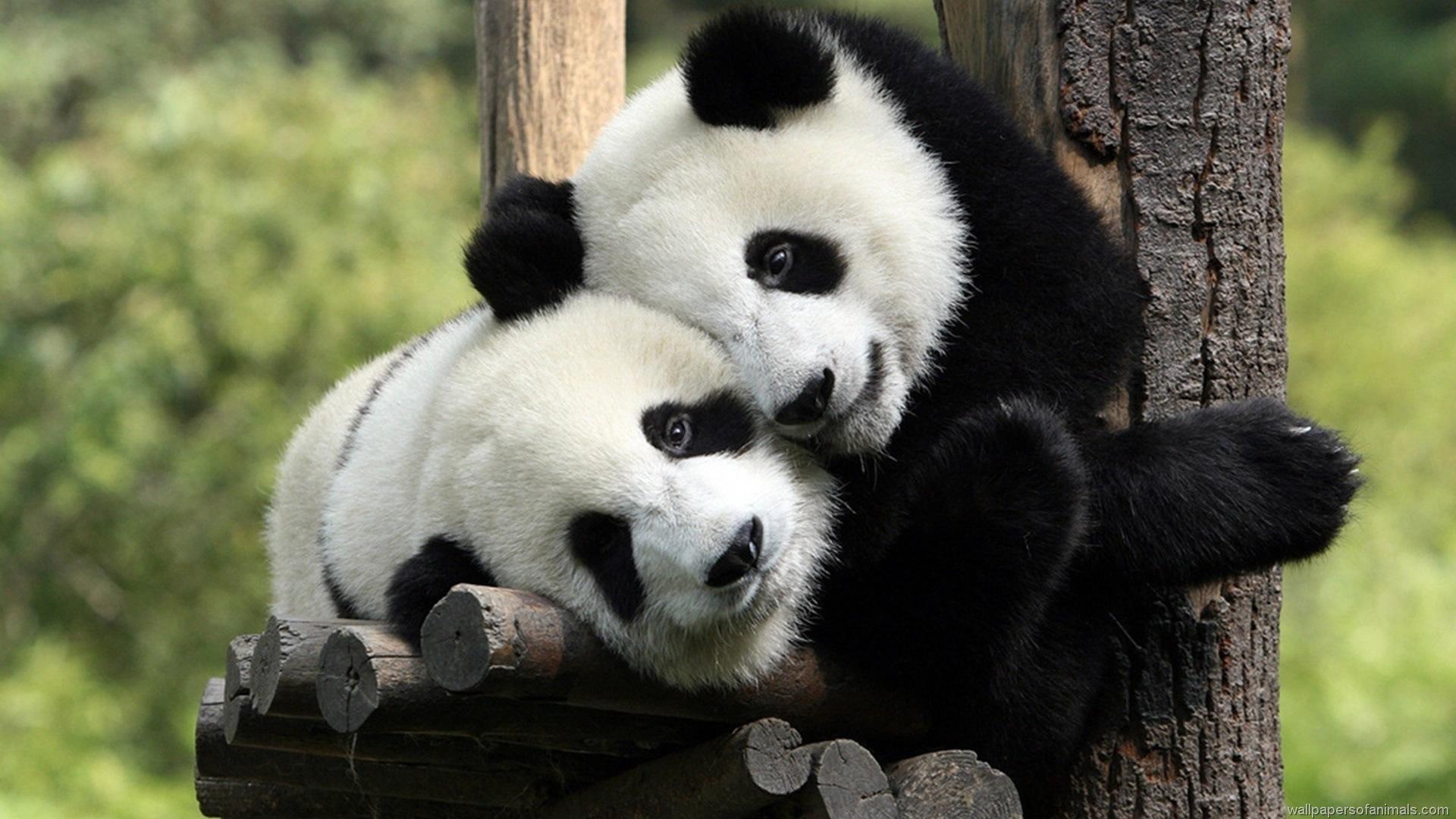 1920x1080 Baby Panda Desktop Wallpaper 07603