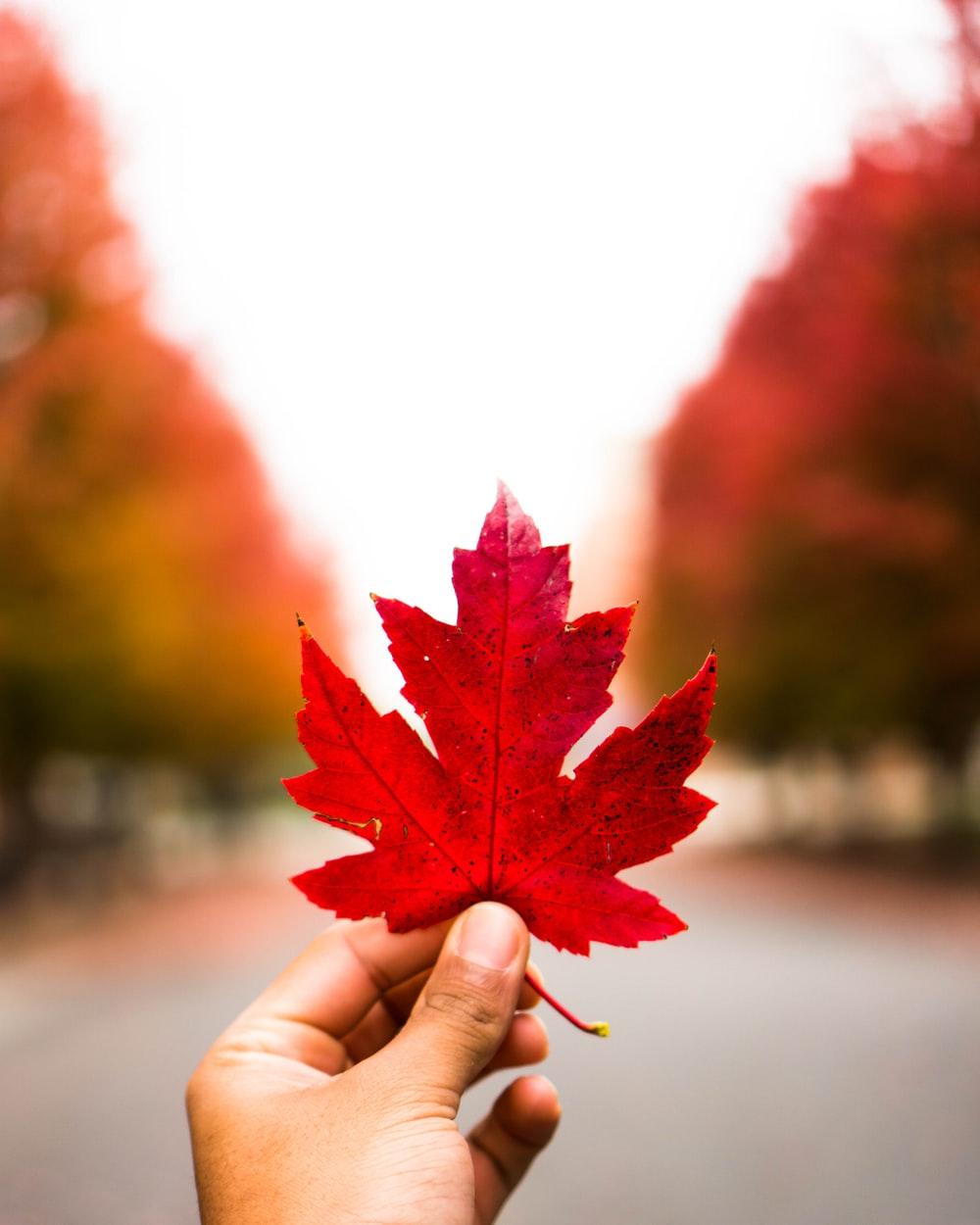 Canada Maple Leaf Wallpapers Top Free Canada Maple Leaf Backgrounds Wallpaperaccess