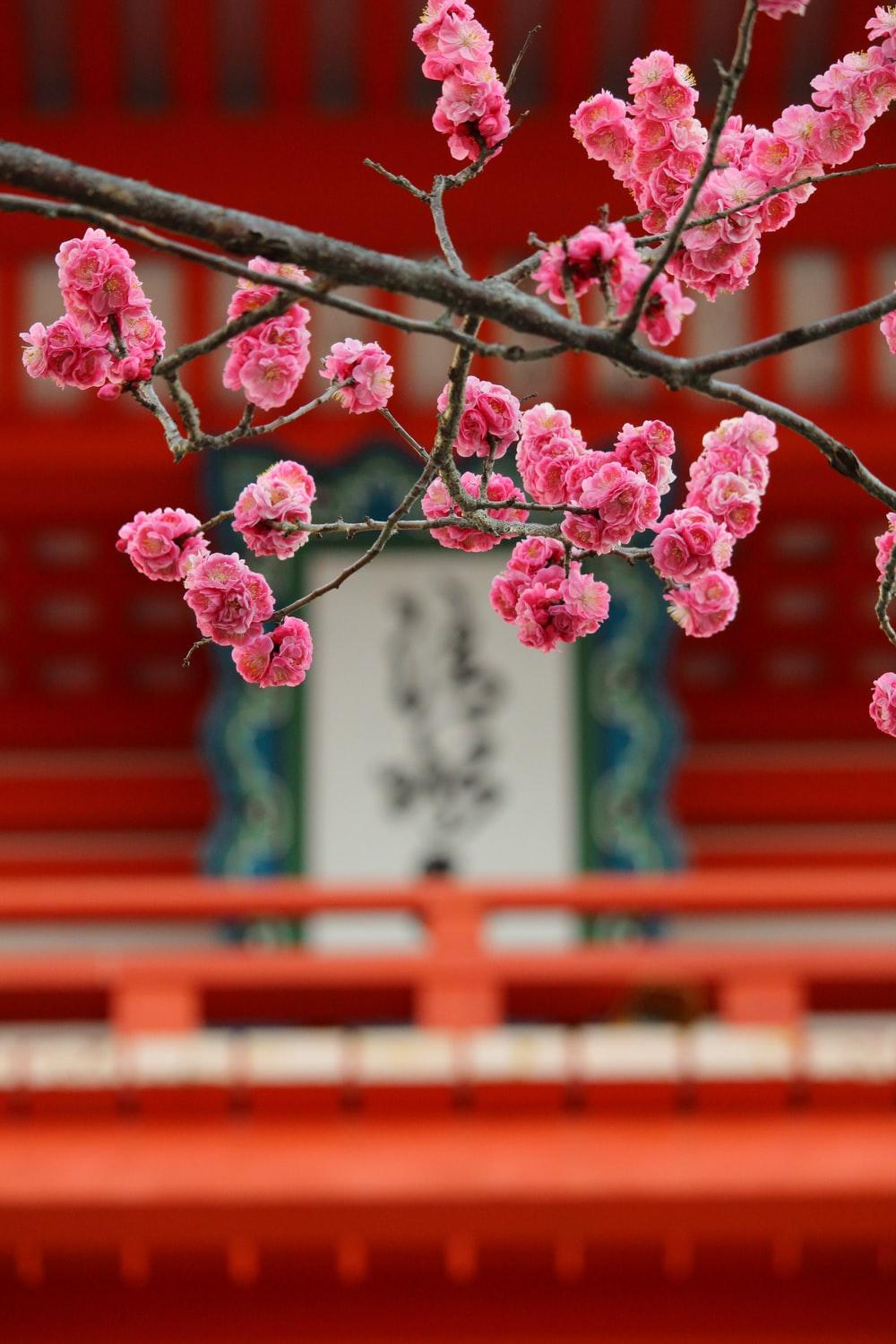 1000x1500 Plum Blossom Picture. Download Free Image