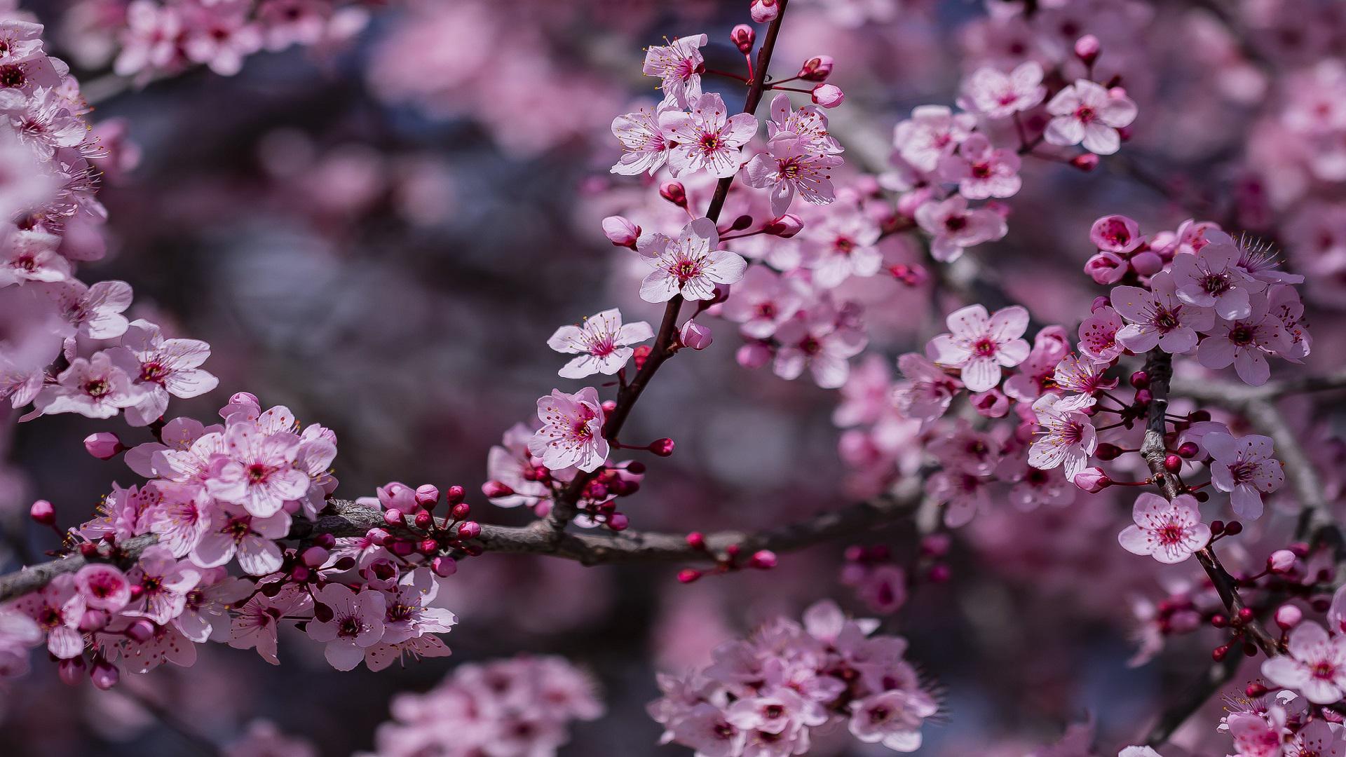 Plum Blossom Wallpapers - Top Free Plum Blossom Backgrounds -  WallpaperAccess