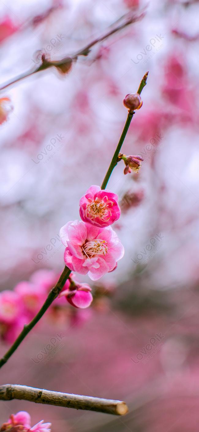 650x1407 Plum Mobile Phone Wallpaper Background Image Free Download