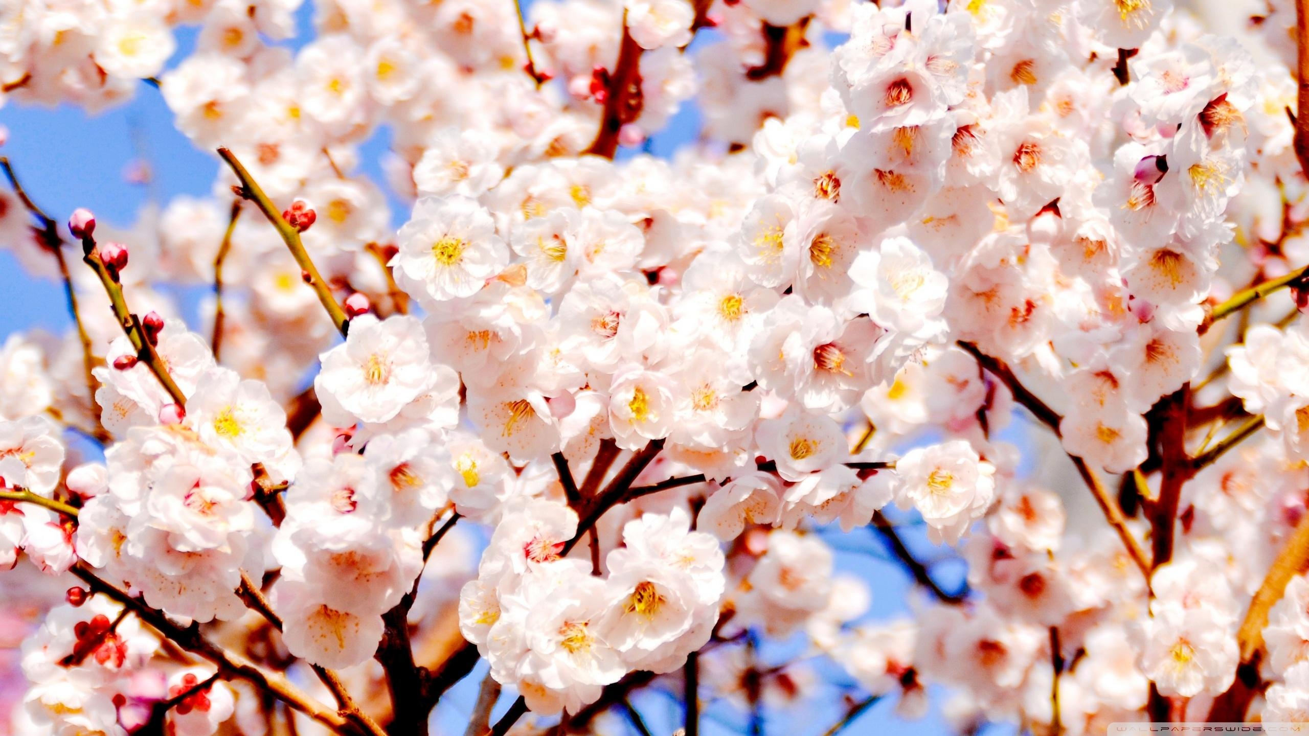 2560x1440 White Plum Blossoms Ultra HD Desktop Background Wallpaper for : Widescreen & UltraWide Desktop & Laptop : Multi Display, Dual Monitor : Tablet