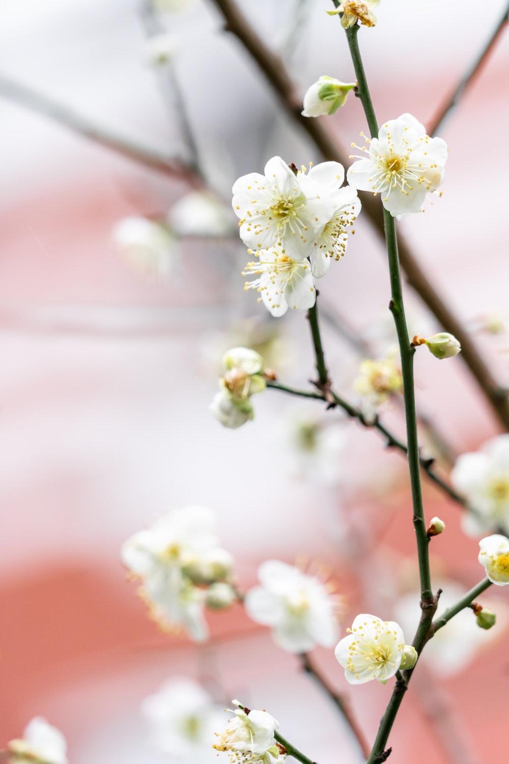 1000x1500 Plum Blossoms Picture. Download Free Image