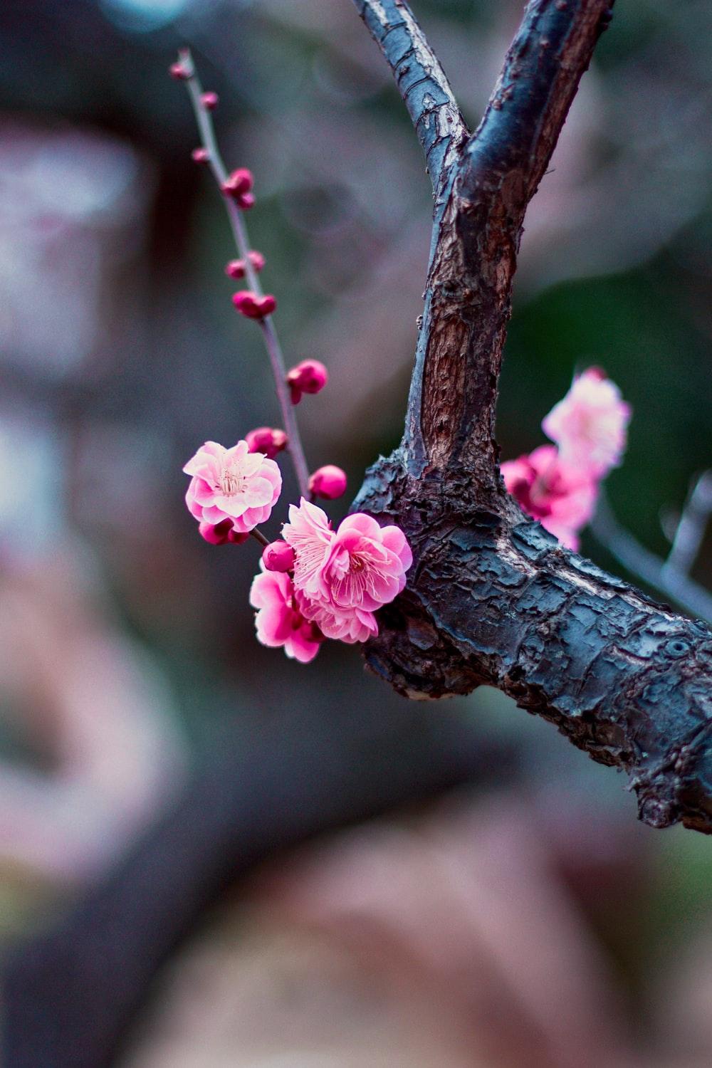 1000x1500 Plum Blossom Picture. Download Free Image