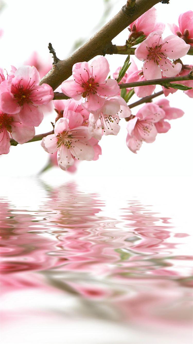 750x1334 Best Plum iPhone 8 HD Wallpaper