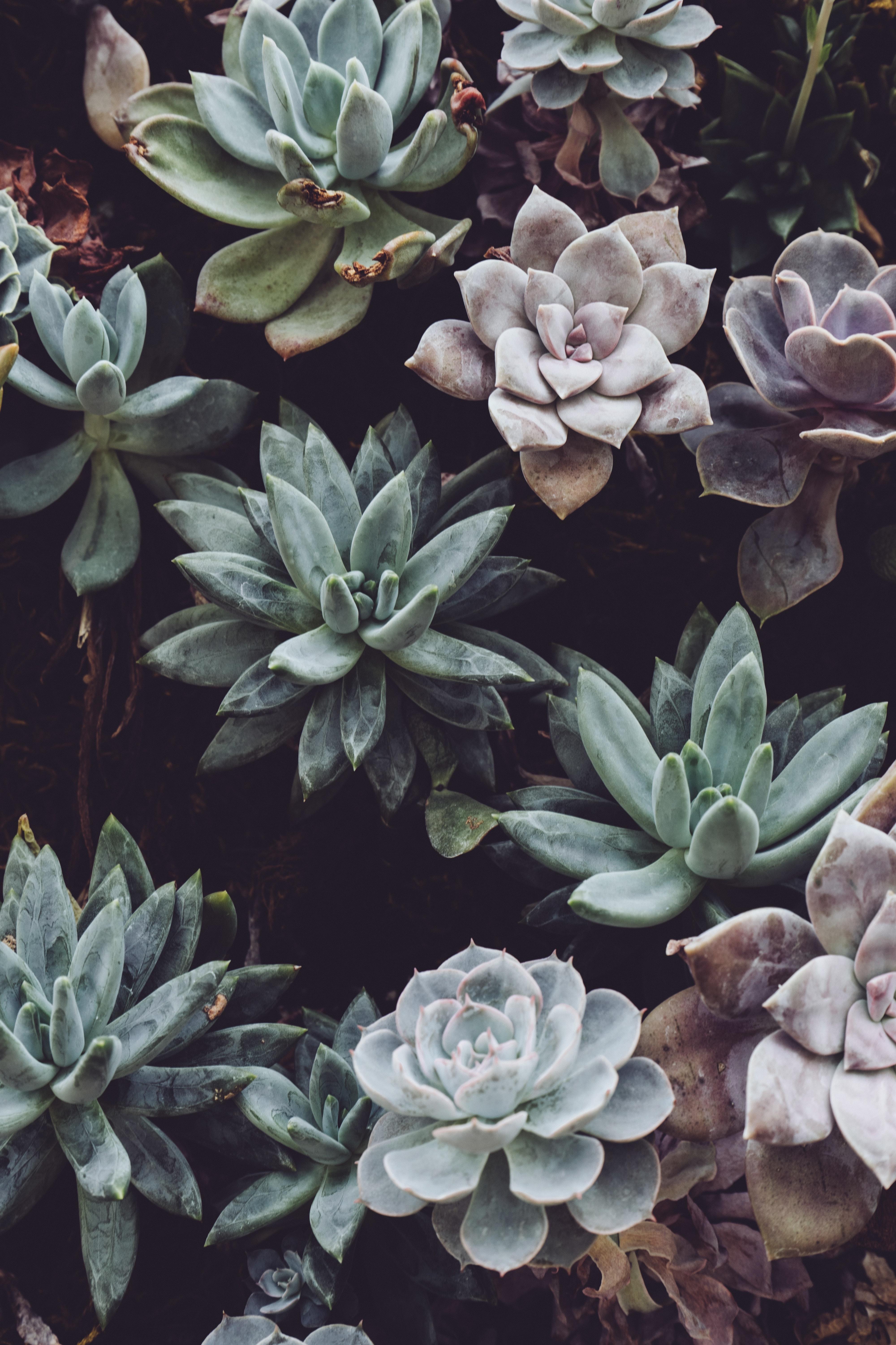 4000x6000 Best Plants Photo · 100% Free Downloads