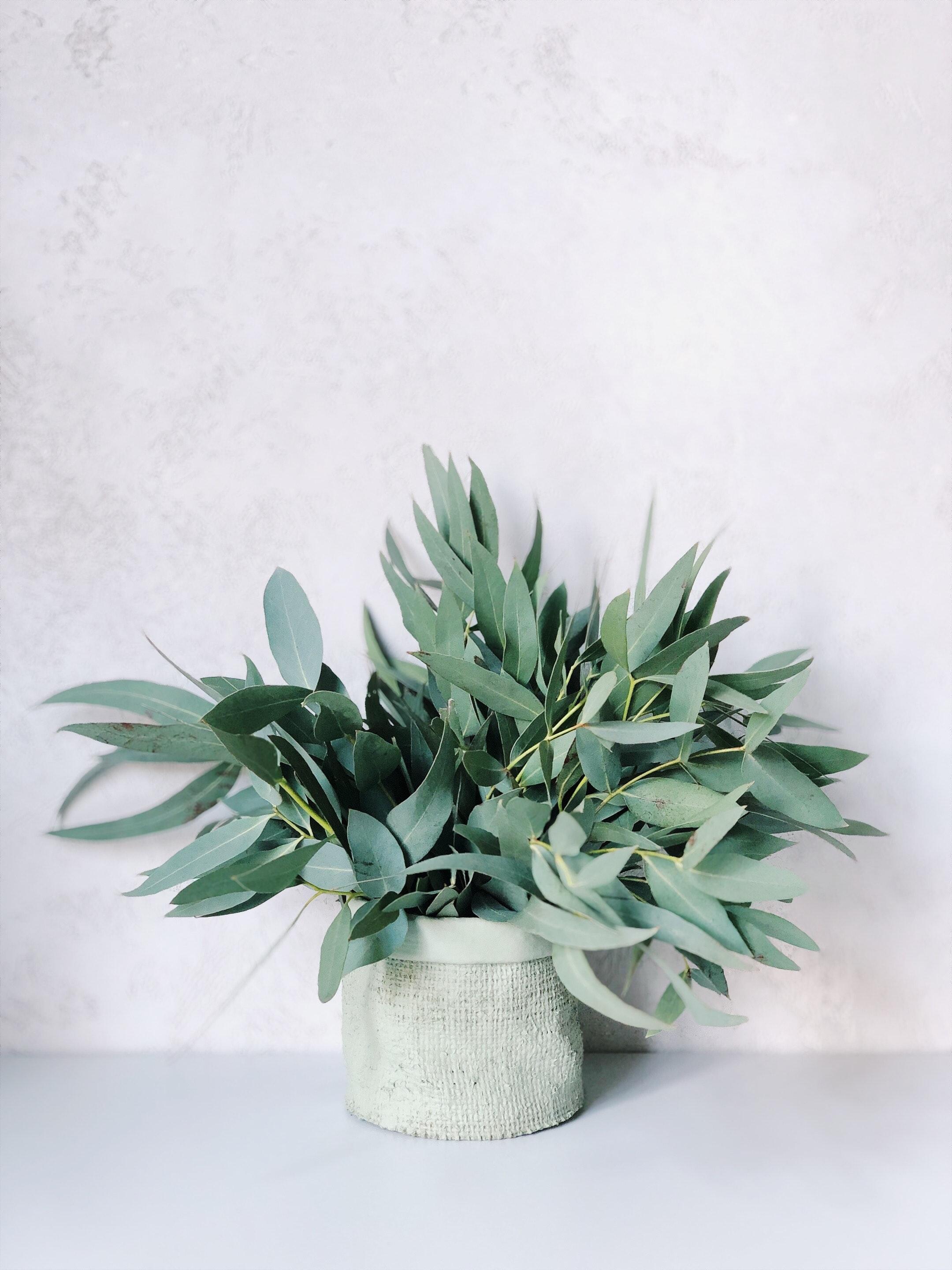 2160x2880 Best Plants Photo · 100% Free Downloads