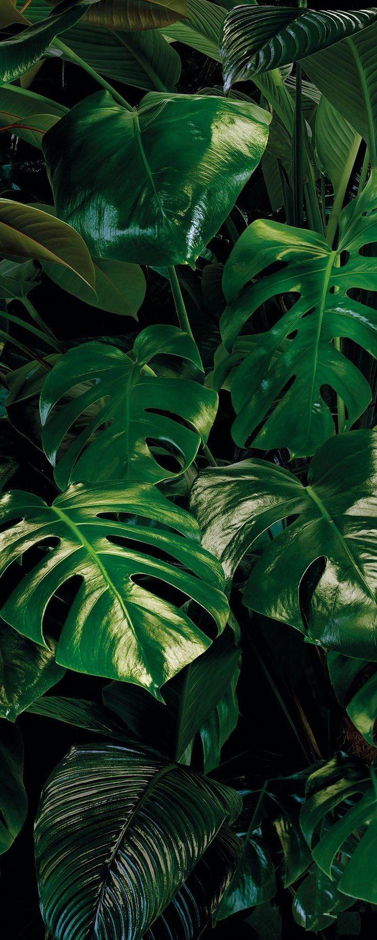 736x1835 All in Monstera Mural: Monstera Leaf Wallpaper. Forest Homes 780952391616605548. Achtergronden, Wallpaper, Achtergrond