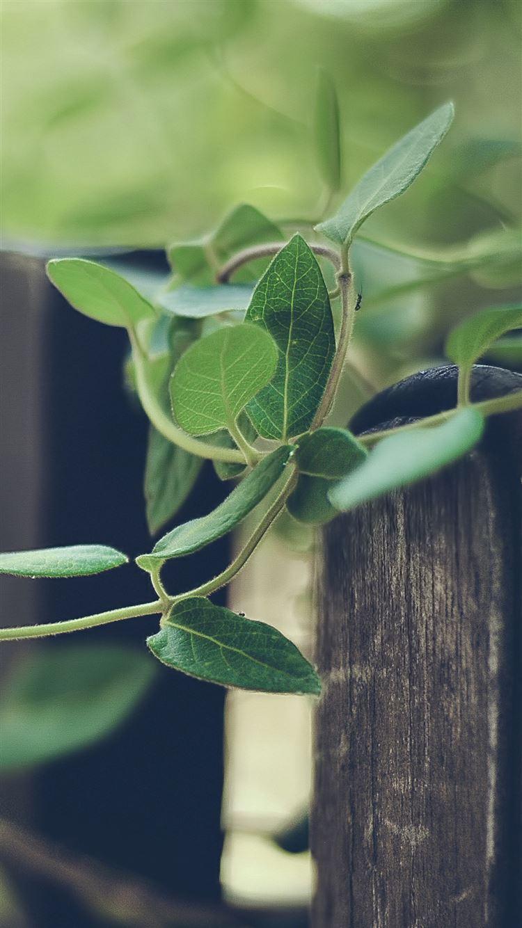 750x1334 Nature Plant Rattan Climbing Fence iPhone 8 Wallpaper Free Download