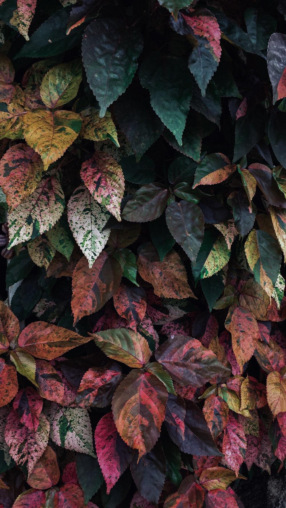 1000x1775 Plant Wallpaper Picture. Download Free Image