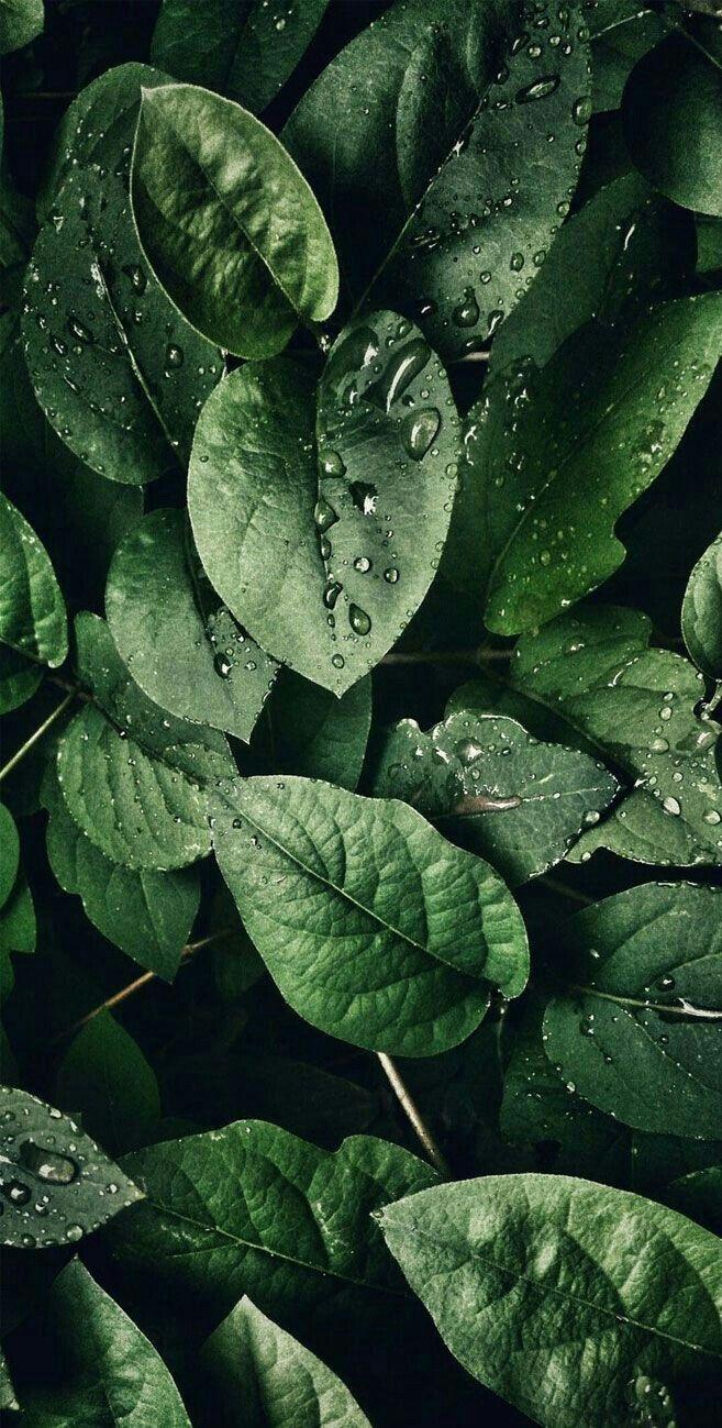 657x1299 elf. Plant wallpaper, Phone wallpaper, iPhone background wallpaper