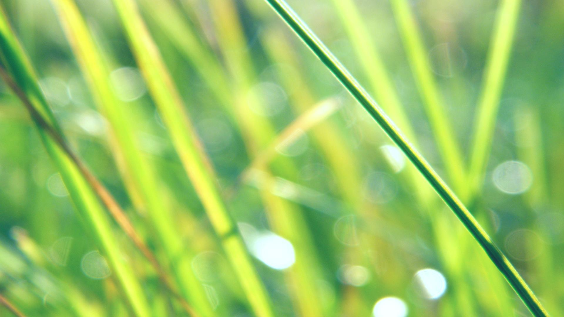 1920x1080 Awesome Plant Wallpaper