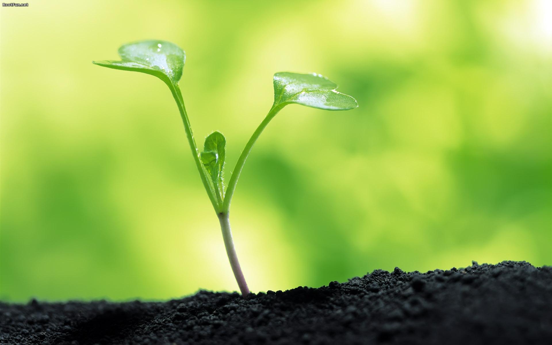 1920x1200 Free download Plant Cute Wallpaper Windows 3082 Wallpaper Cool Walldiskpapercom [1920x1200] for your Desktop, Mobile & Tablet. Explore Cute Windows Wallpaper. Cute HD Wallpaper for Desktop, Cute Phone Wallpaper