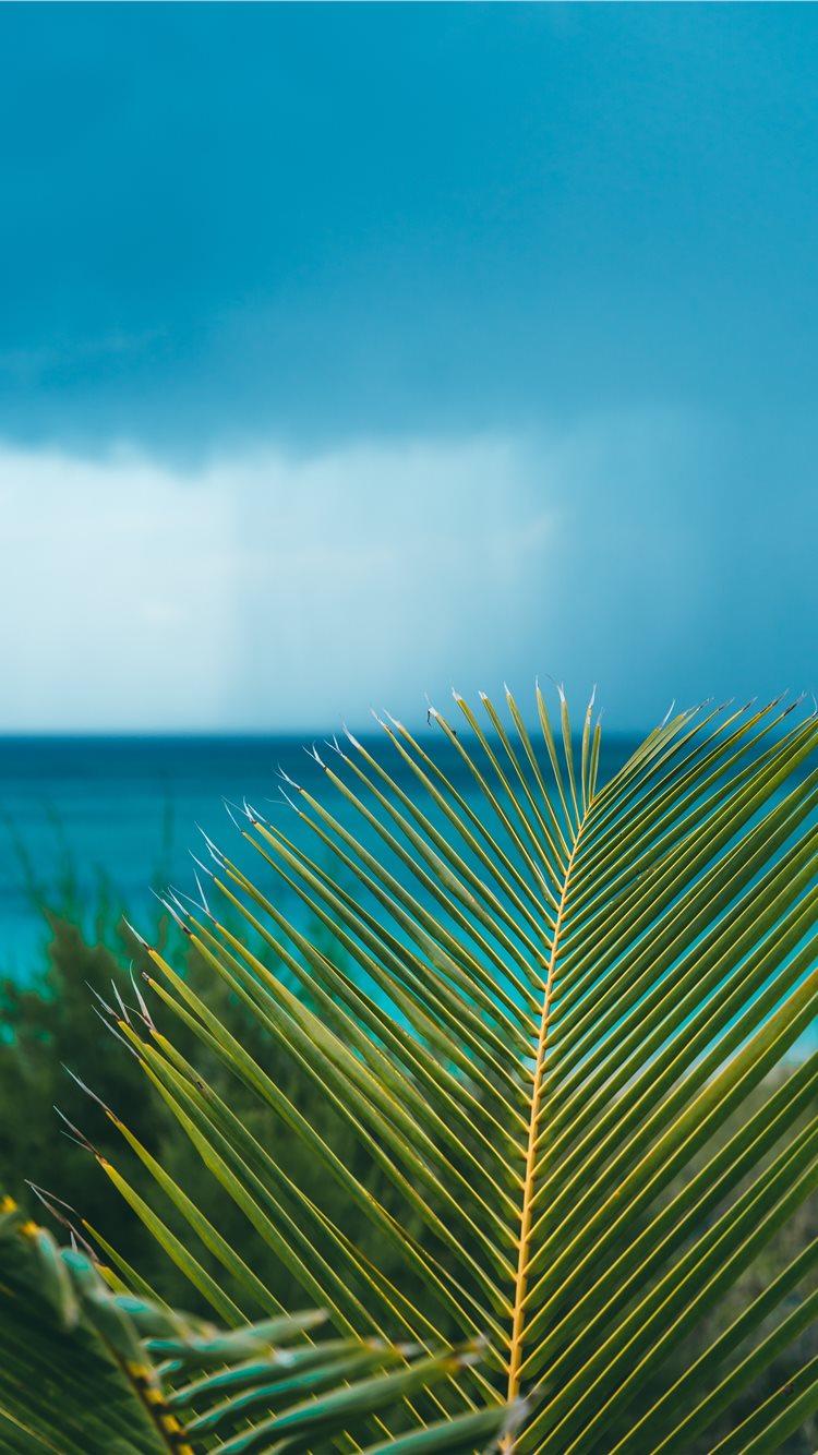 750x1334 Latest Plant iPhone 8 HD Wallpaper