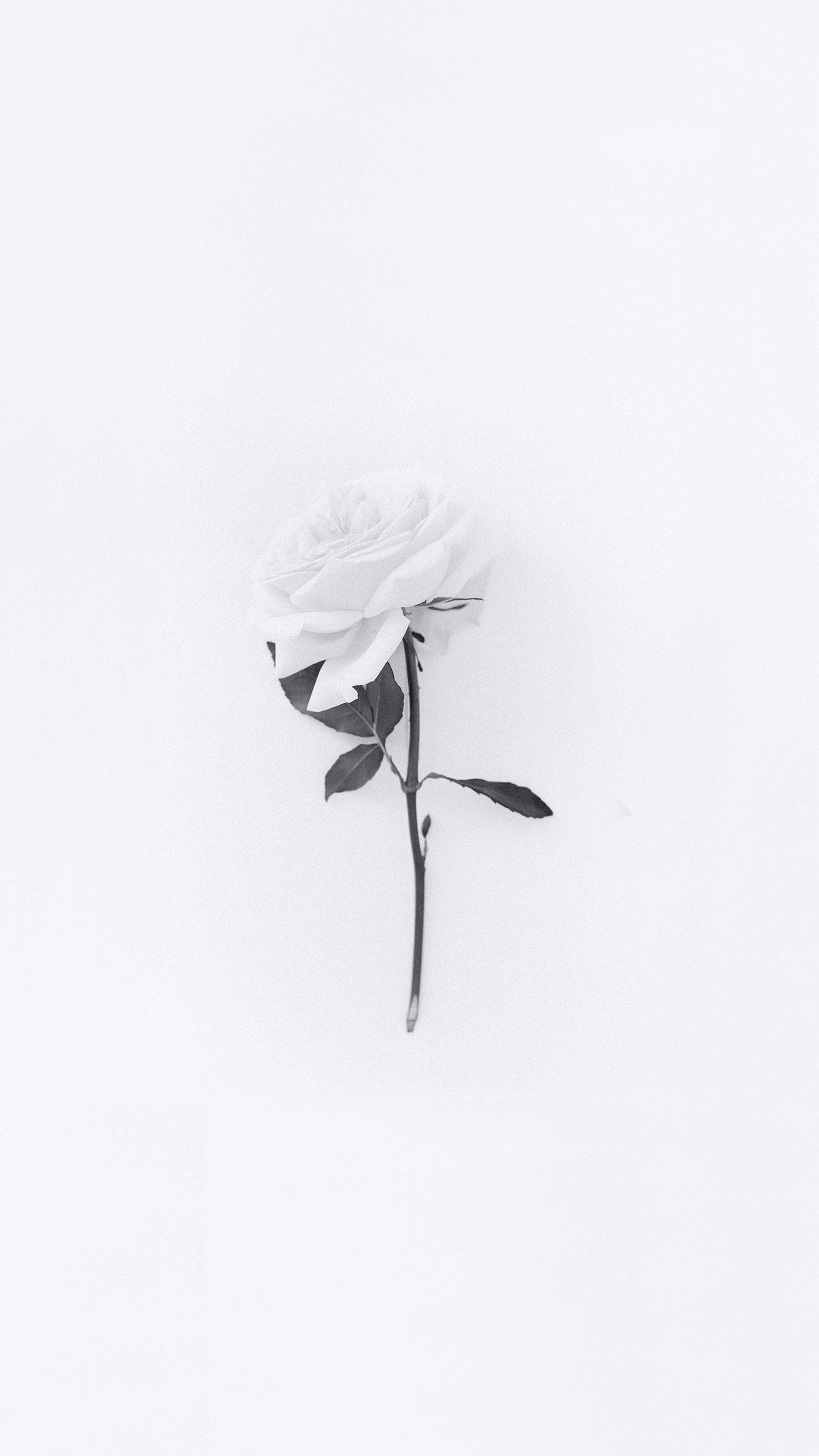 2126x3781 White Rose Wallpaper. White wallpaper for iphone, White iphone background, White roses wallpaper