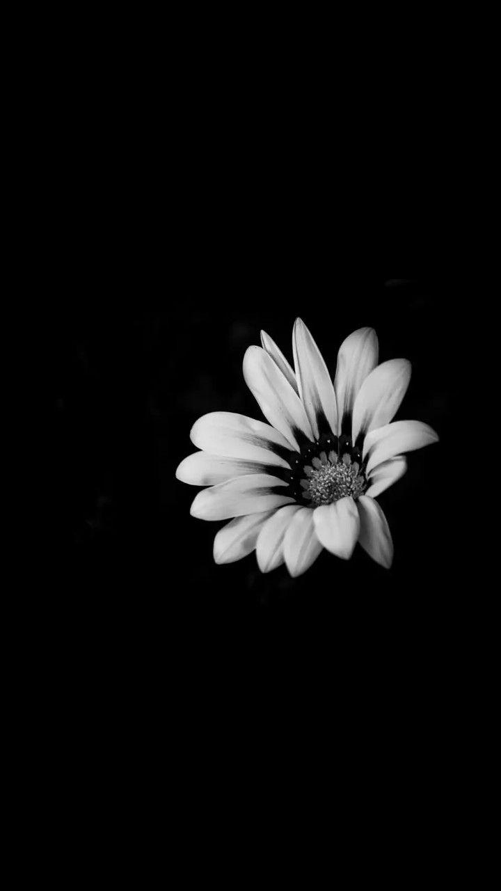 720x1280 Black and white. Black background wallpaper, Black flowers wallpaper, Cute black wallpaper
