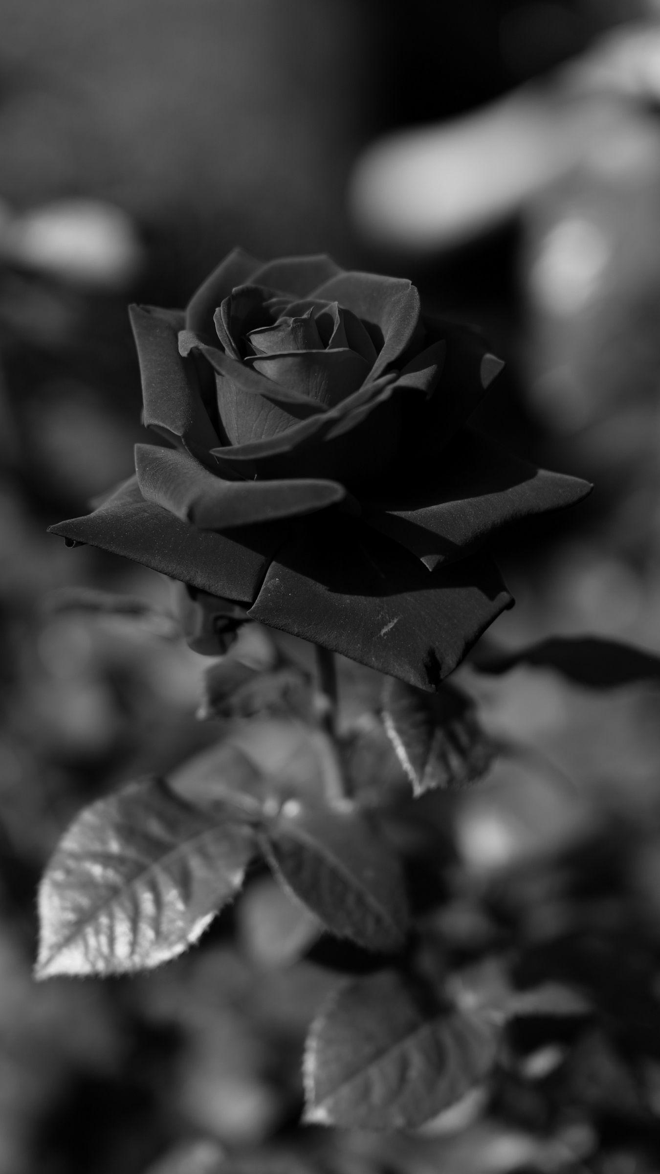 1350x2400 Black Roses iPhone Wallpaper