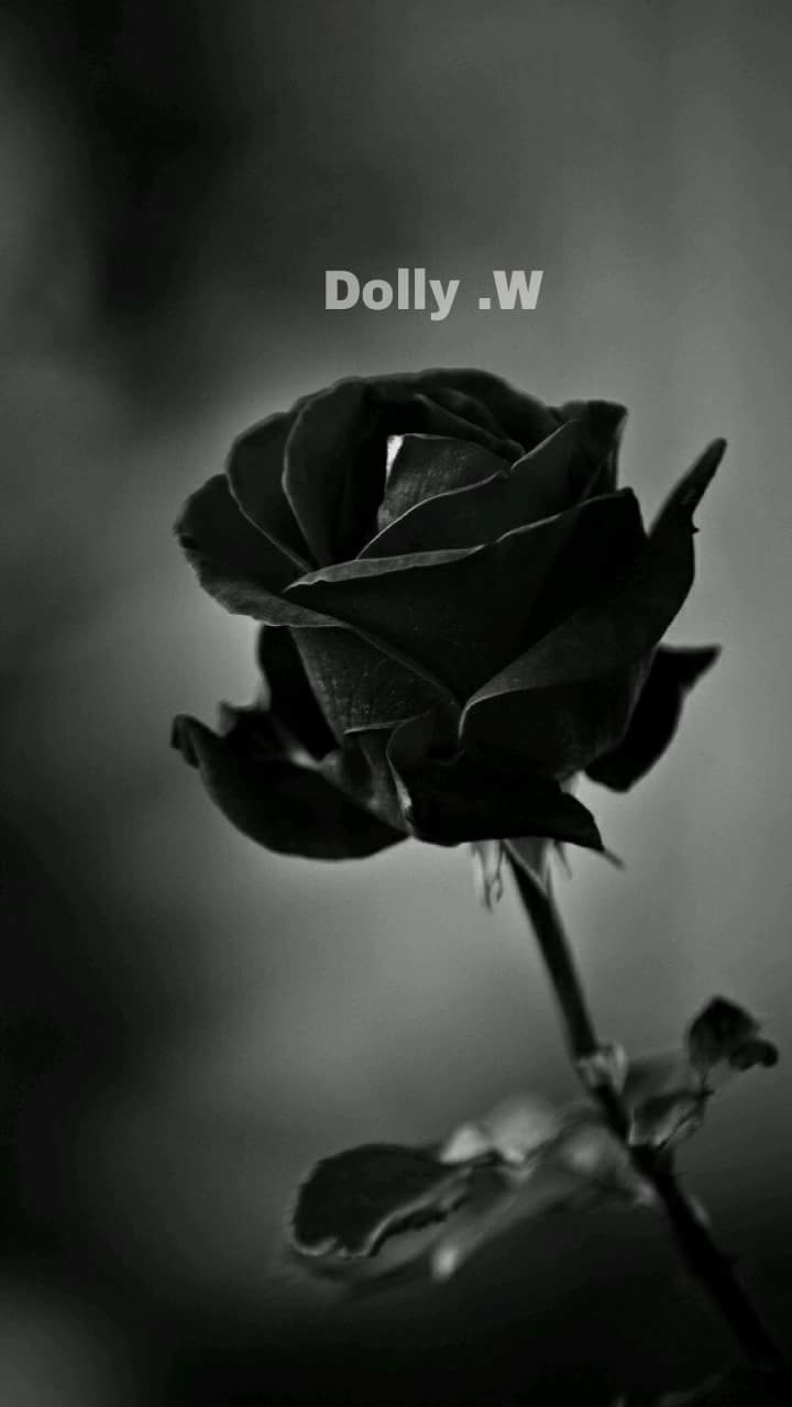 720x1279 iPhone Black Rose Wallpaper HD