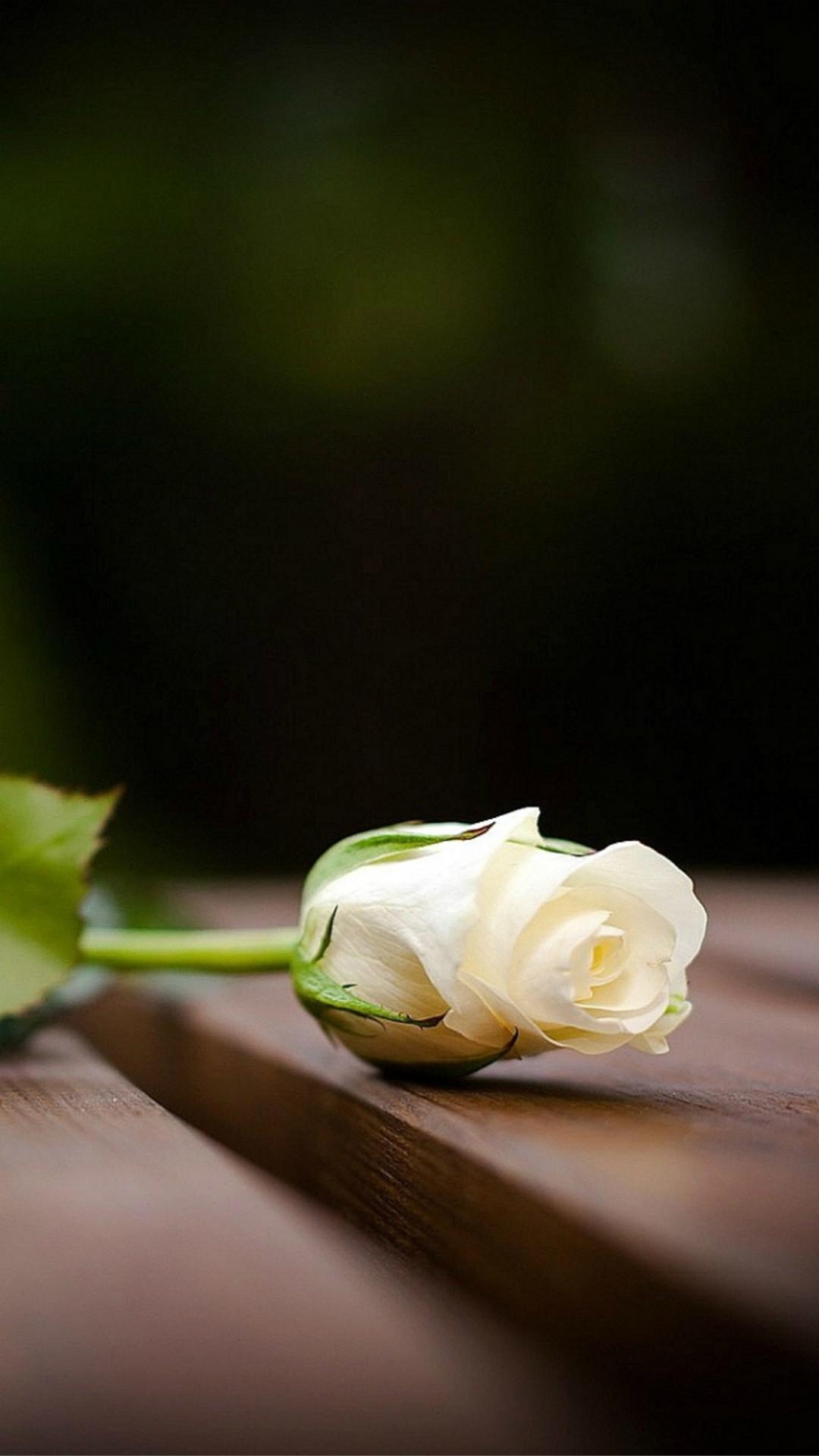 1080x1920 Black And White Rose iPhone Wallpaper