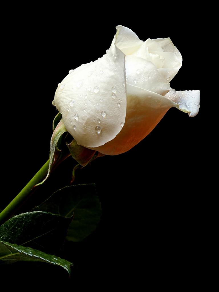 768x1024 Free download White Roses Black Background Black and whit [1920x1080] for your Desktop, Mobile & Tablet. Explore Roses With Black Background. Black Rose Wallpaper, Black and Red Rose Wallpaper
