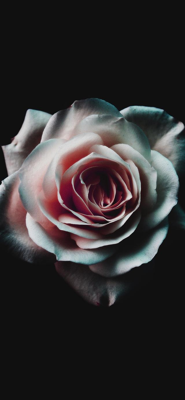 640x1385 Flower White Dark iPhone X Wallpaper Black Wallpaper For iPhone X