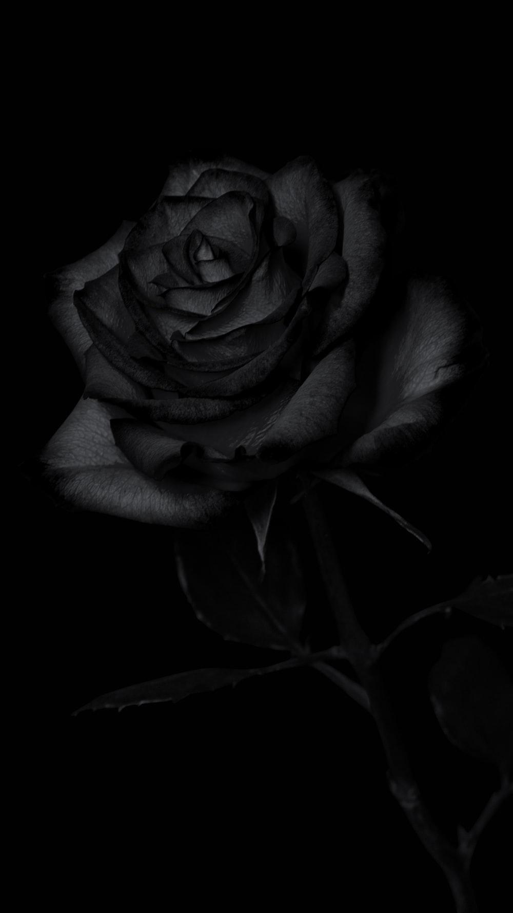 1000x1778 white and purple rose in bloom photo