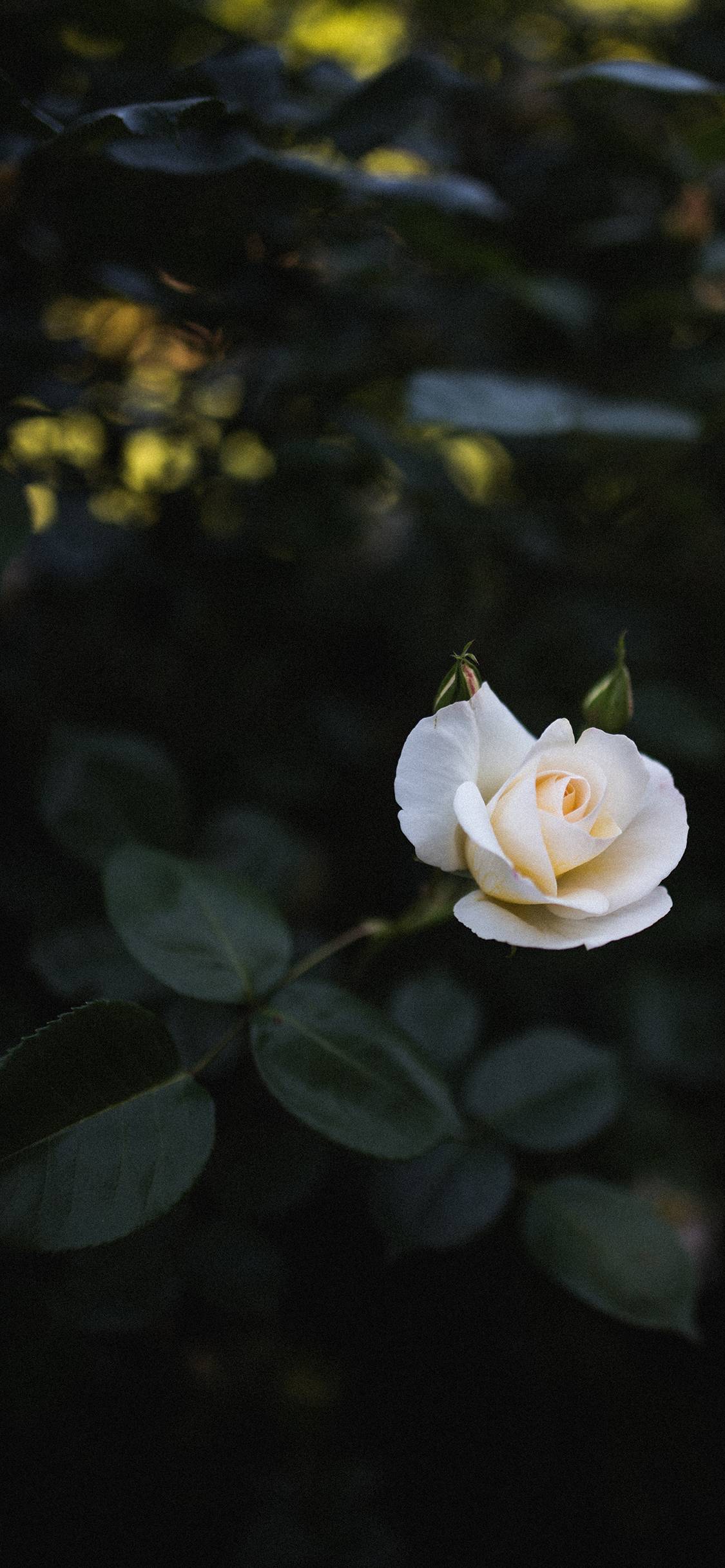 1125x2436 White Rose iPhone Wallpaper