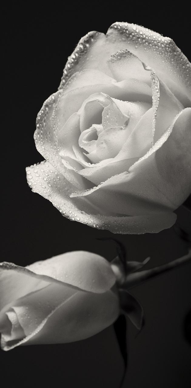 630x1280 White Roses wallpaper