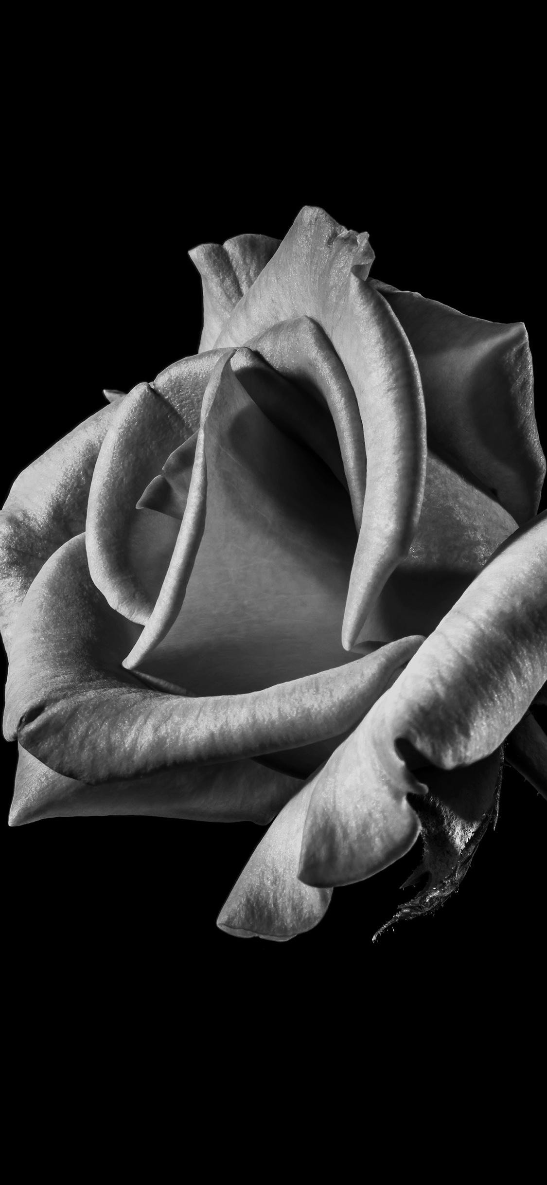 Black and White Roses iPhone Wallpapers Top Free Black and White