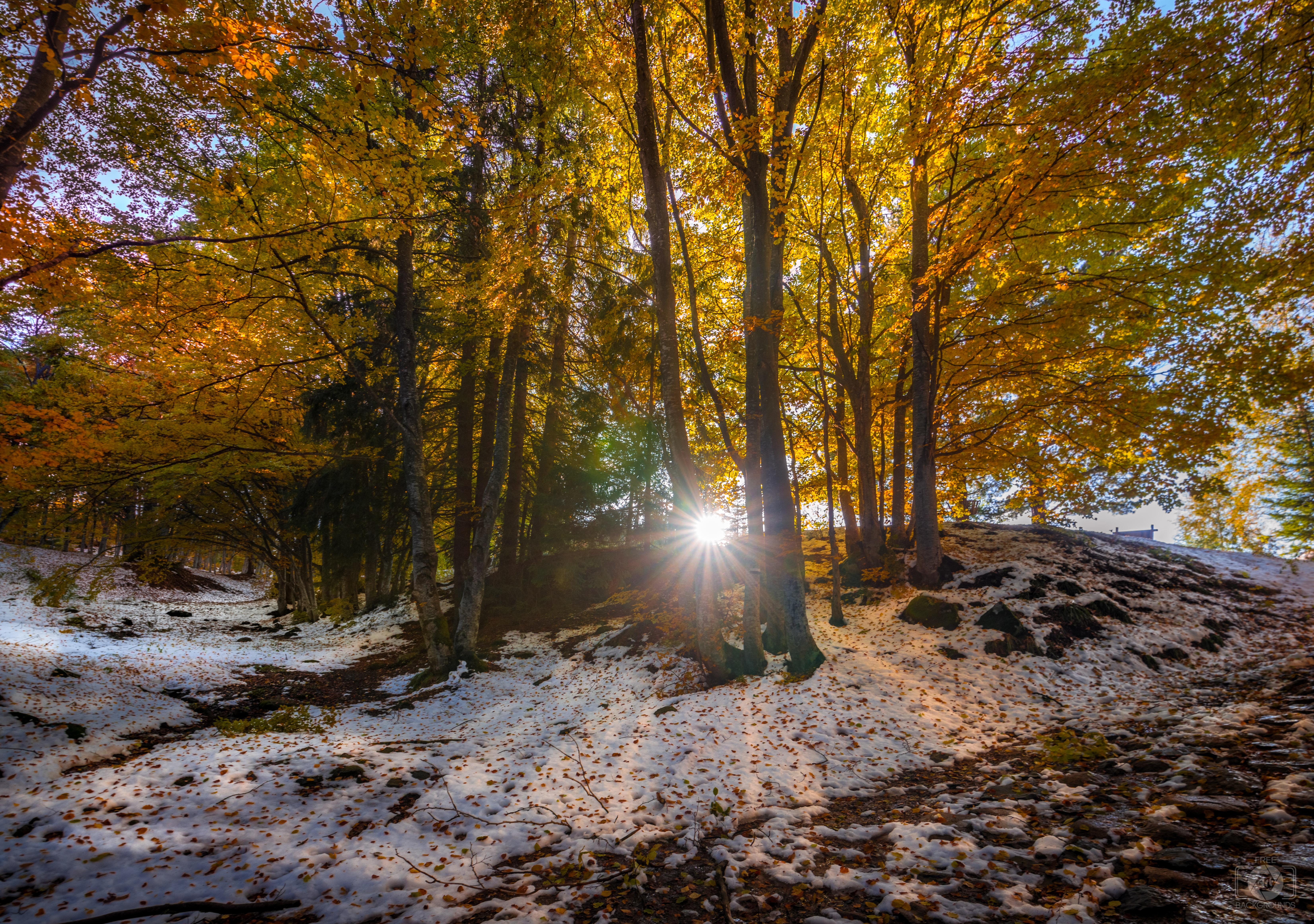6613x4651 Early Winter Sunny Background Quality Free Background