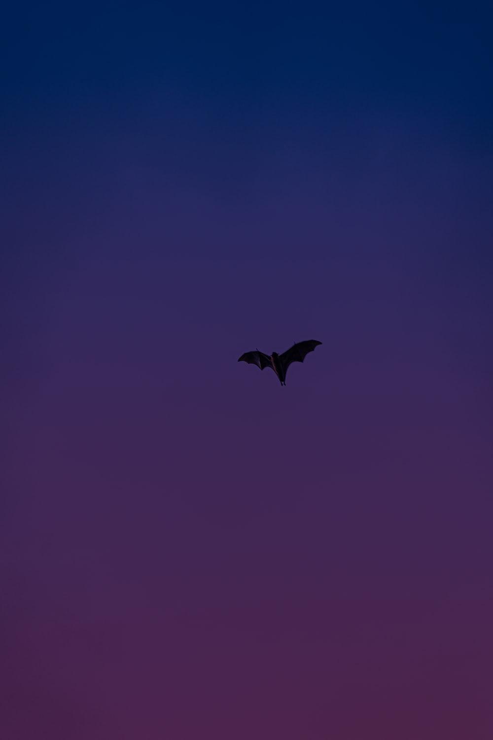 1000x1500 Bats Picture. Download Free Image